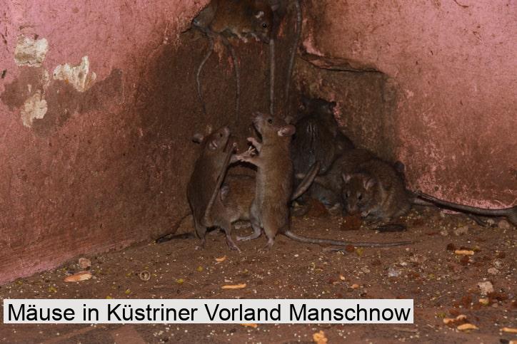 Mäuse in Küstriner Vorland Manschnow